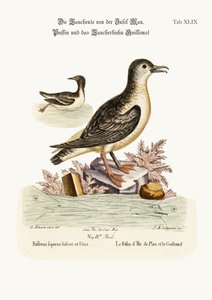 Mansaaren Puffin ja Guillemot, 1749-73